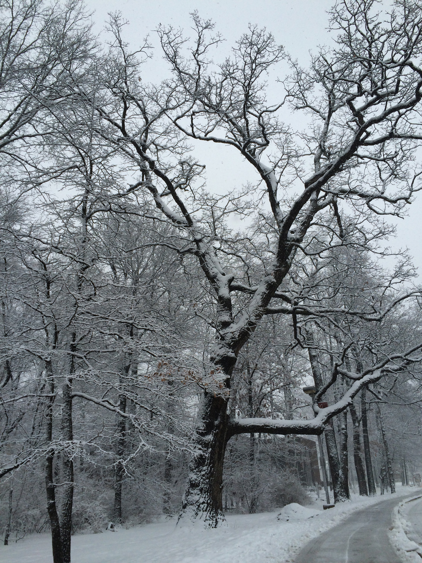 图片来自林玉仙，2015年3月5日8:46摄于新泽西州，Rutgers University，iPhone 5s, f/2.2, 1/604s